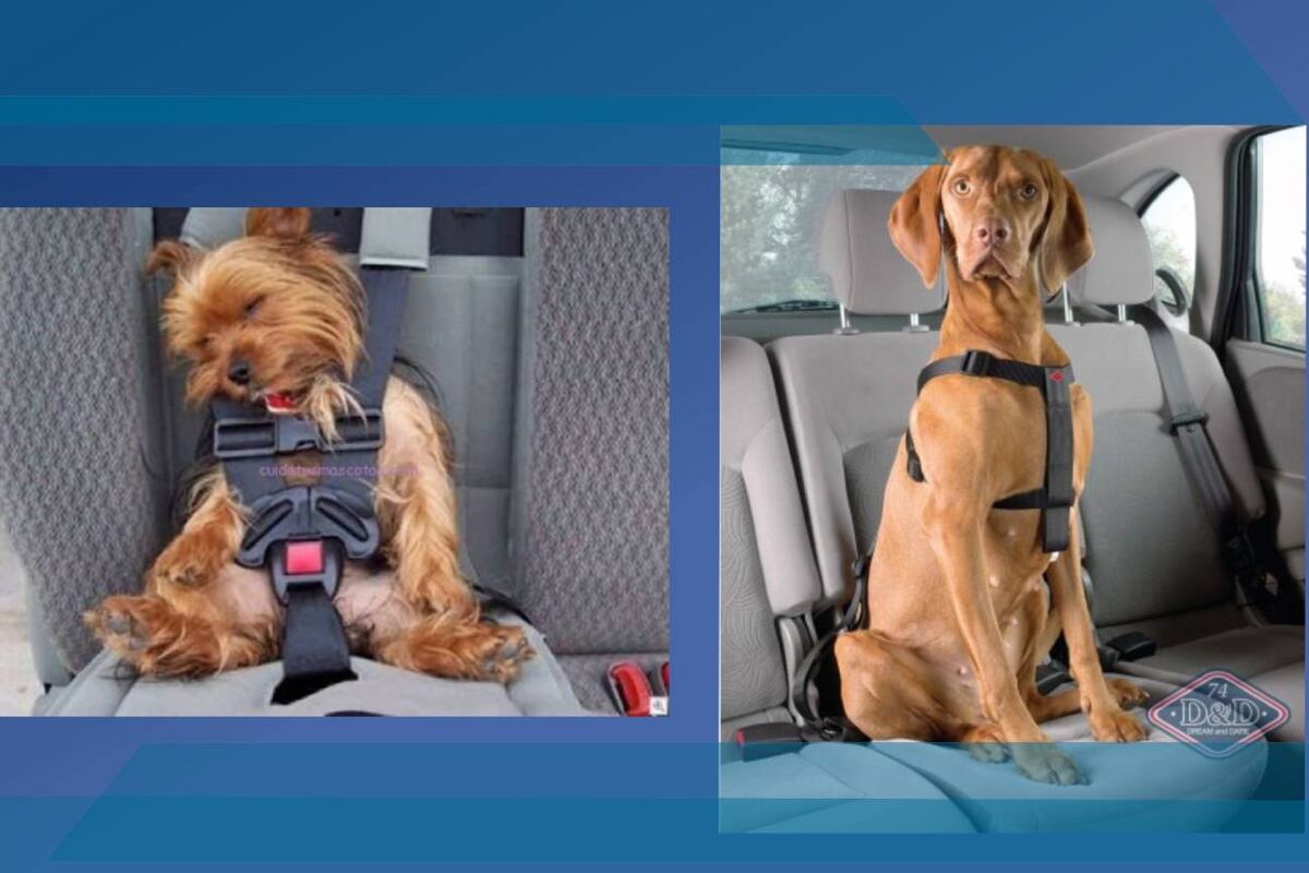 ¿Se puede trasladar un perro, un gato o un pez en rutas de Córdoba? Esto dice la Policía Caminera