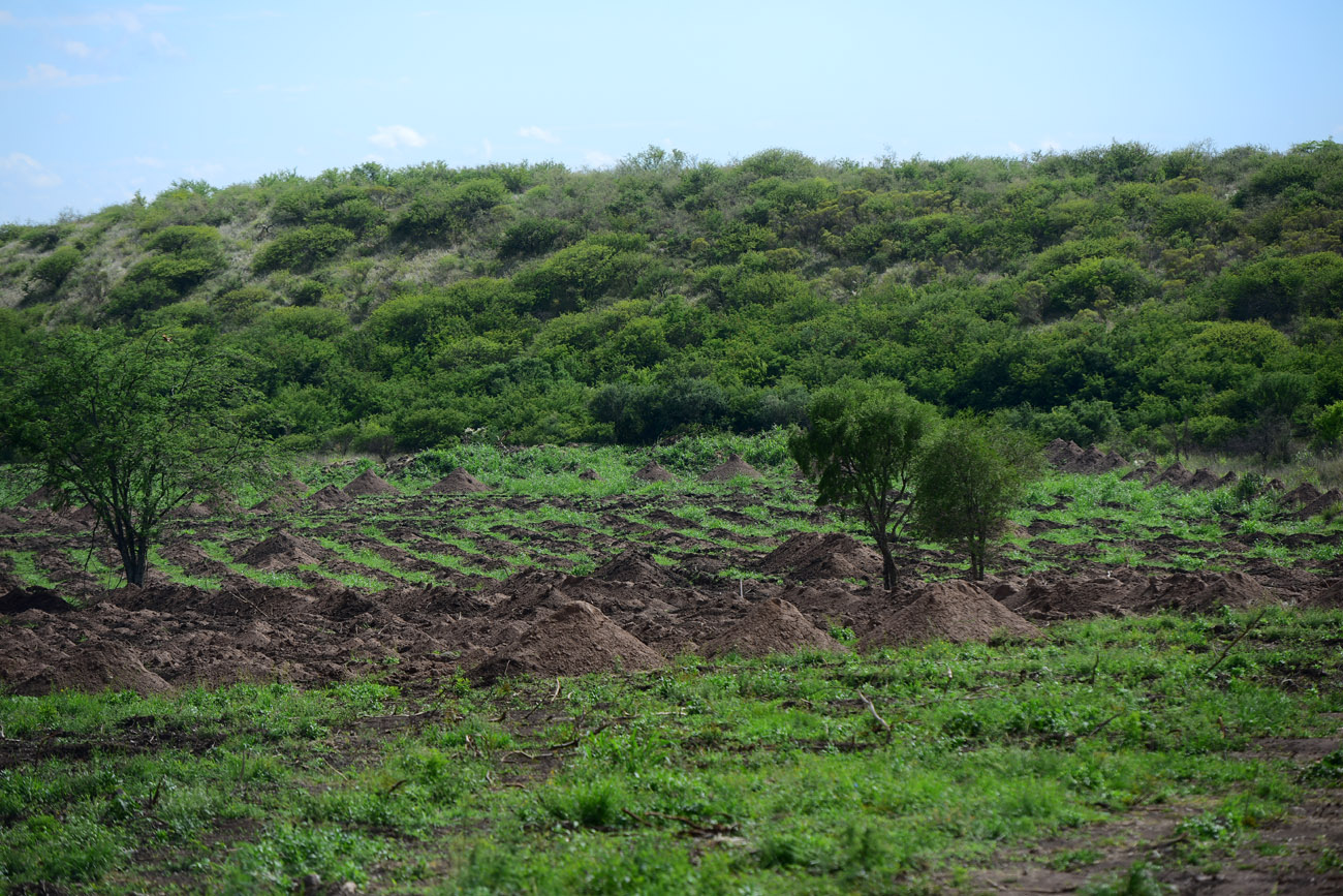 Trabajos de excavación en la Loma del Torito, cerca de La Perla, donde se encontraron fosas con restos humanos.  (Nicolás Bravo / La Voz)