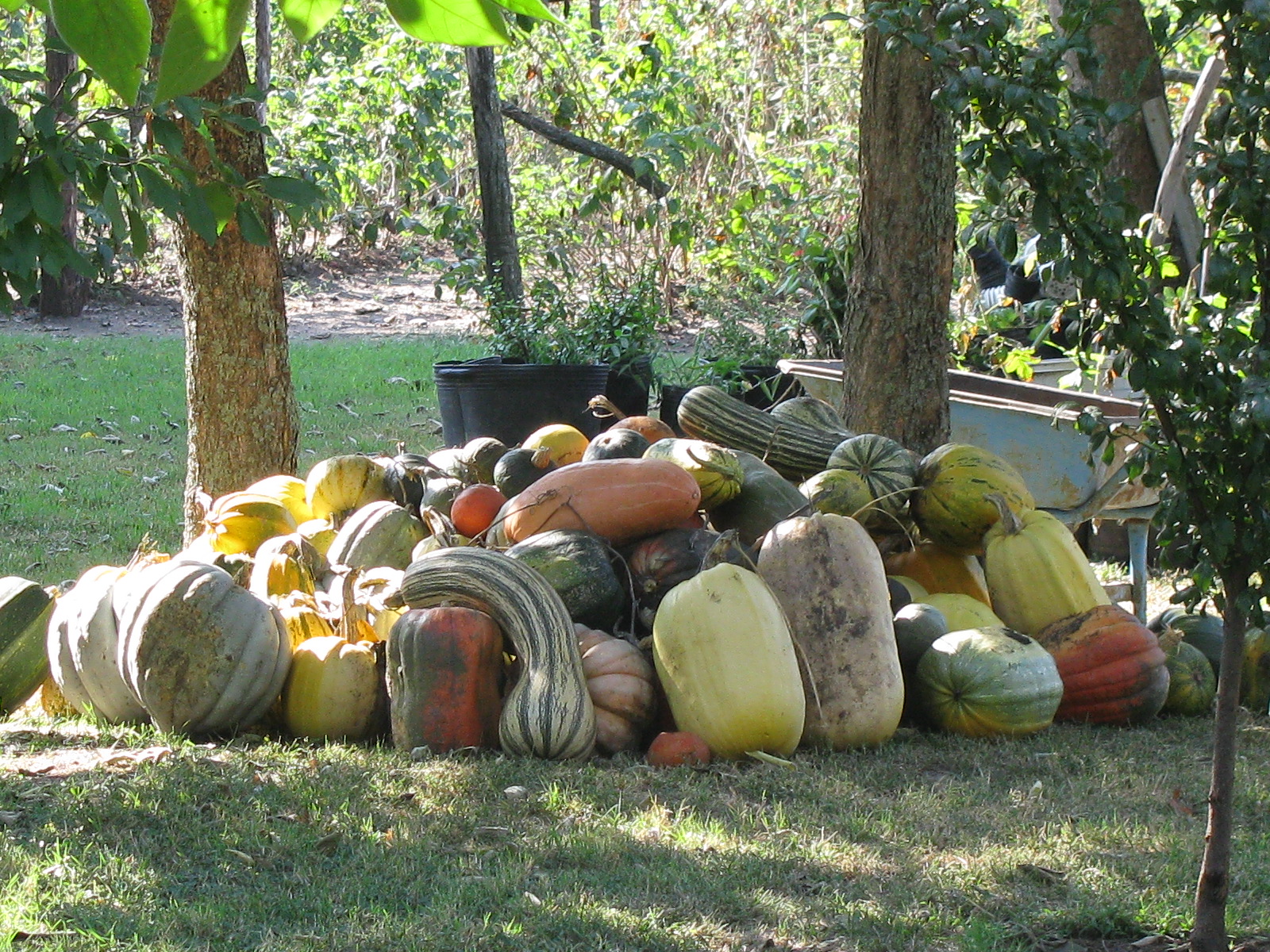 Cosecha variada y numerosa de calabazas. La huerta es una postal.