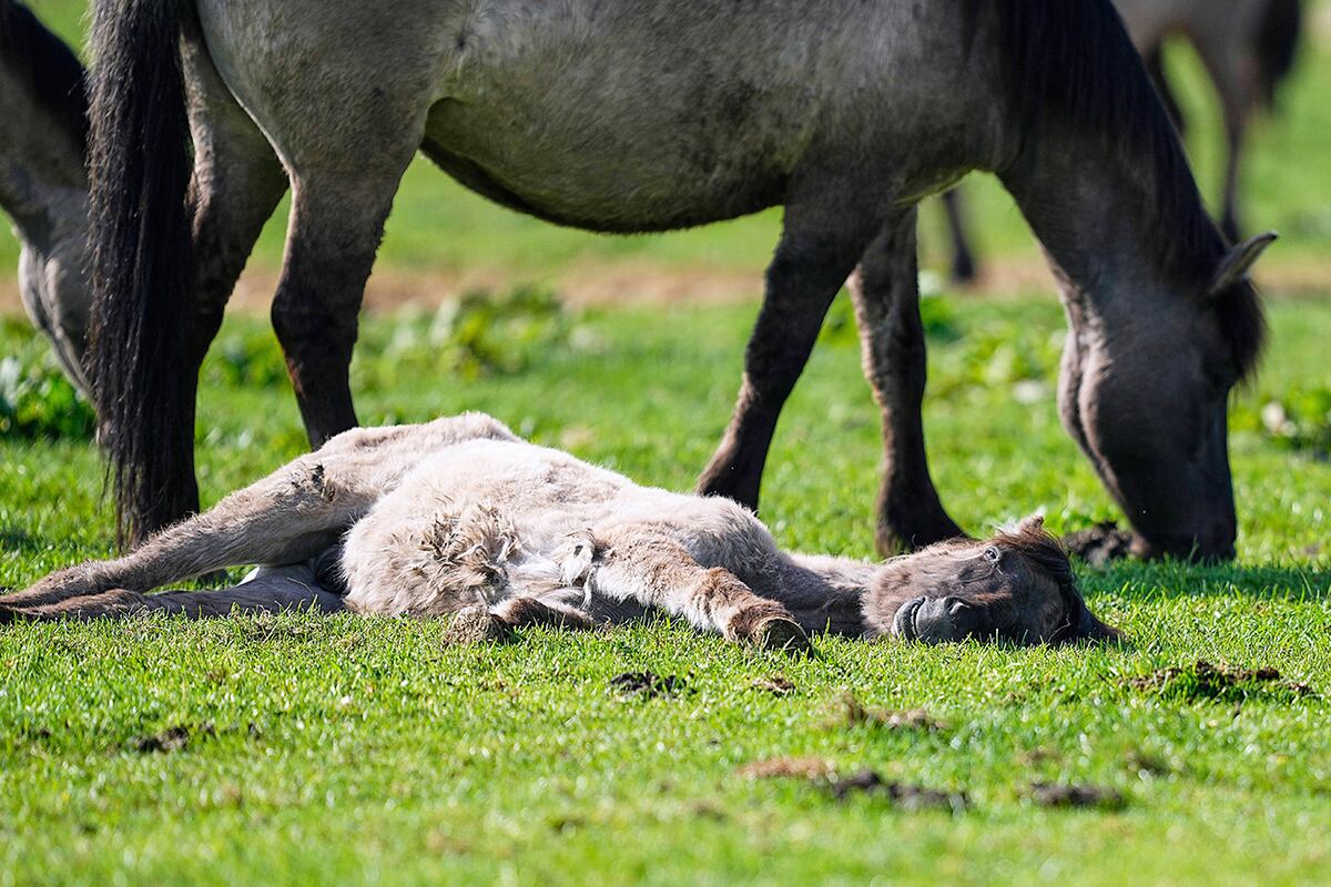 Caballos salvajes pastan en un prado cerca de la ciudad de Duelmen, Alemania. (AP)