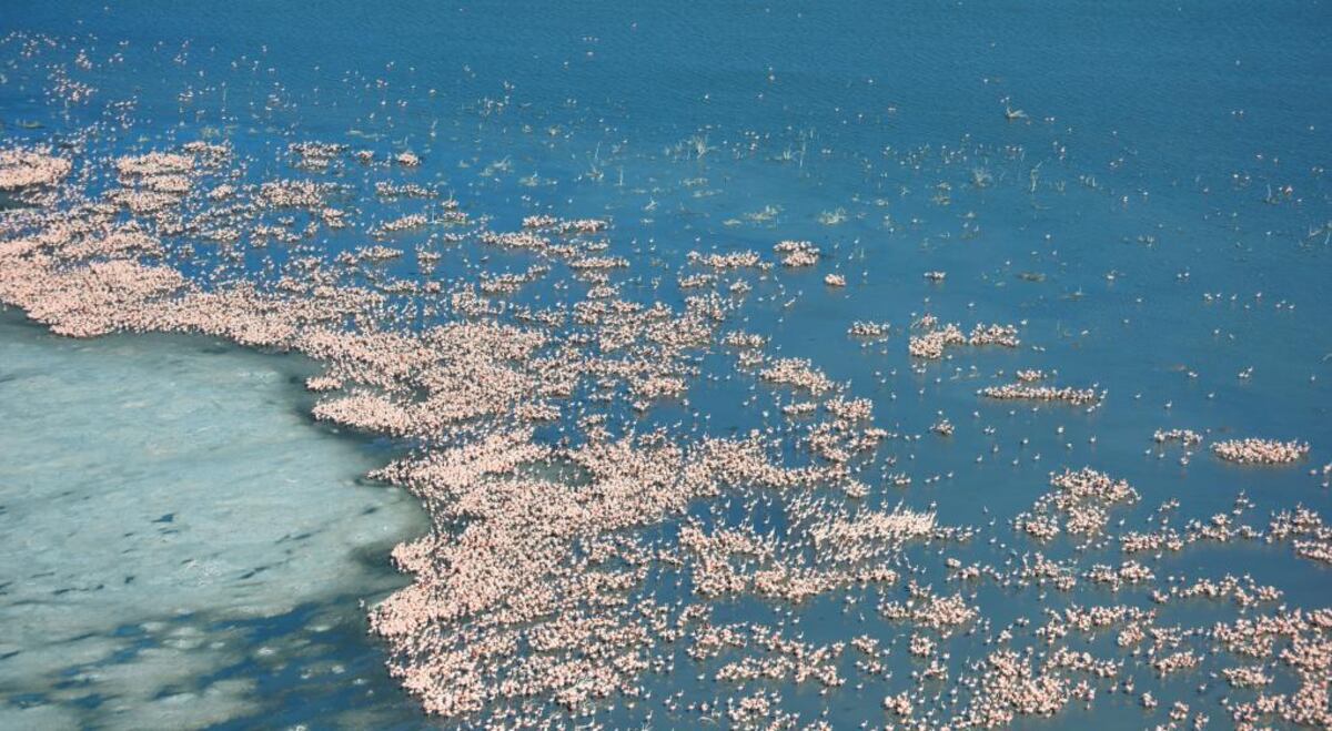 Cada año 500.000 aves eligen este sitio emblemático como hogar o punto de escala migratoria. (Archivo La Voz)