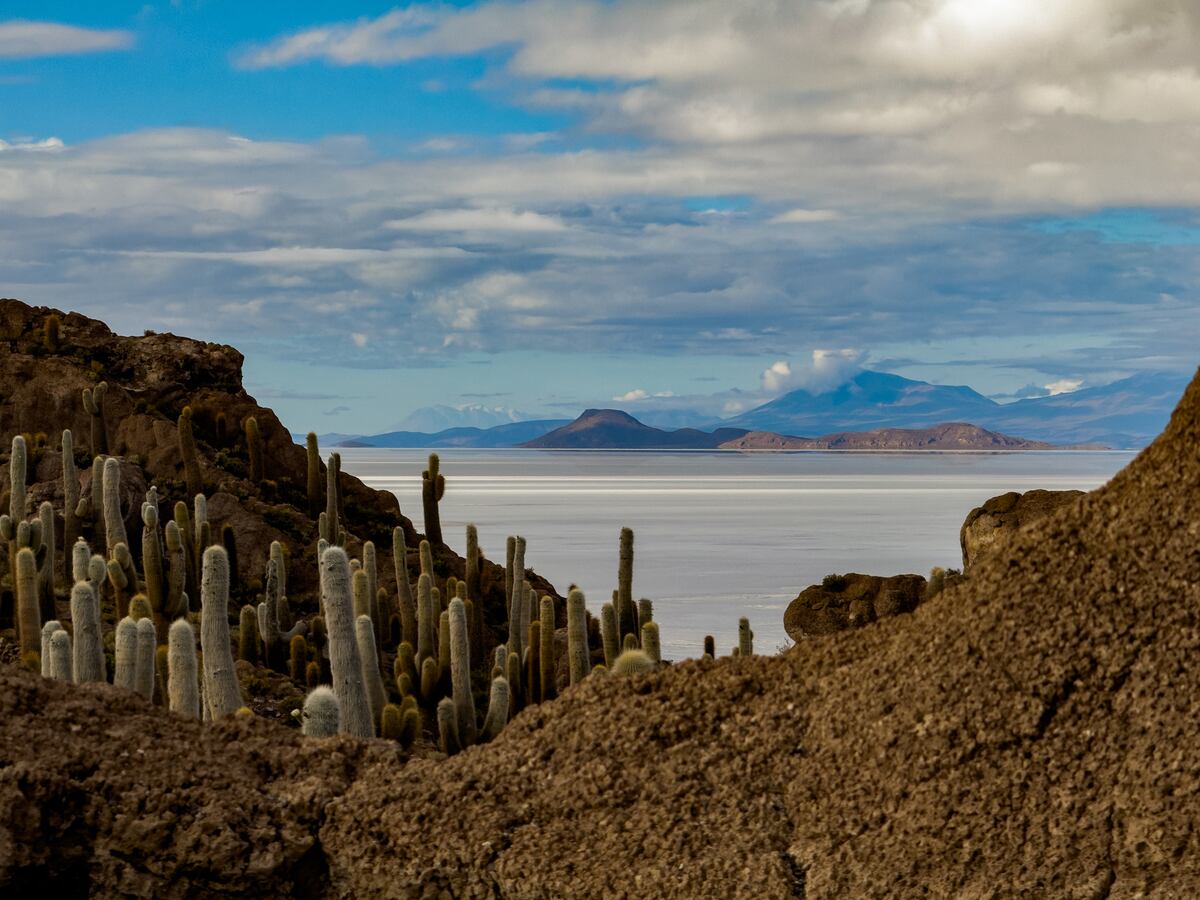 La isla está bordeada por especies nativas de cactus gigantes que crecen un centímetro por año, llegan a alcanzar los 10 metros de altura y pueden vivir más de mil años.