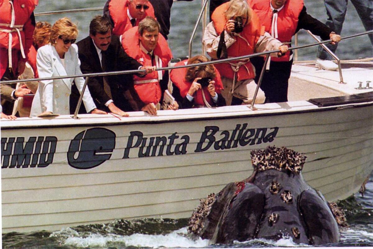 Lady Di en el avisaje de ballenas (Andrés Bonetti).
