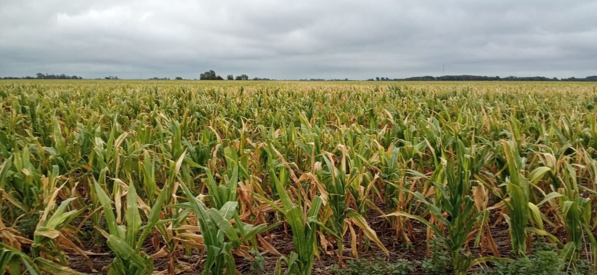 MAÍZ. Cultivo de maíz en el departamento Río Cuarto en la actual campaña agrícola (Gentileza Inta Río Cuarto)