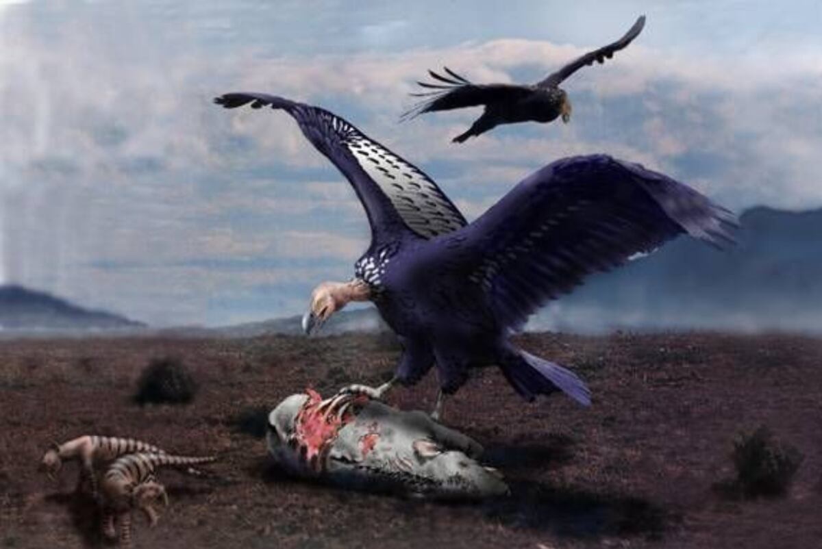 Argentavis Magnificens. El ave voladora más grande de todos los tiempos. (grupopaleo.com.ar)