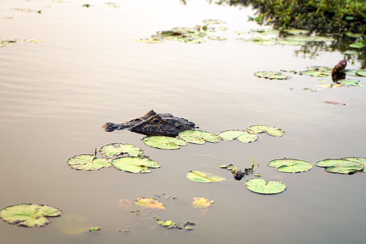 Una visita al portal Laguna Iberá, en los increíbles Esteros del Iberá de Corrientes. (Foto: Daniel Santos)