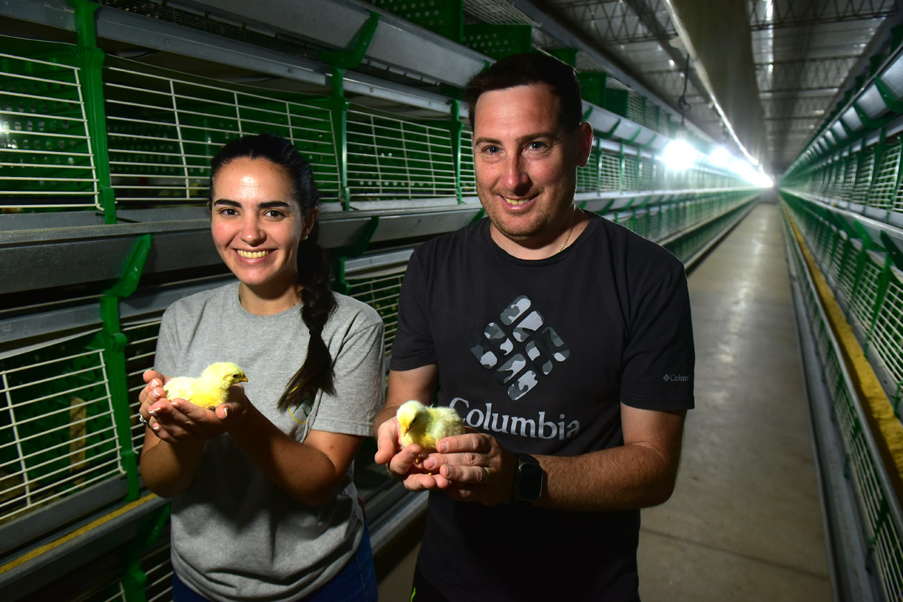 "POLLITAS". Paulina Martín y Mauricio Carignano, secretario de la Cámara de Avicultores de Córdoba, e integrantes de Avícola Masbernat, con ejemplares de pollitas que luego se convertirán en gallinas ponedoras.  (Nicolás Bravo / La Voz)