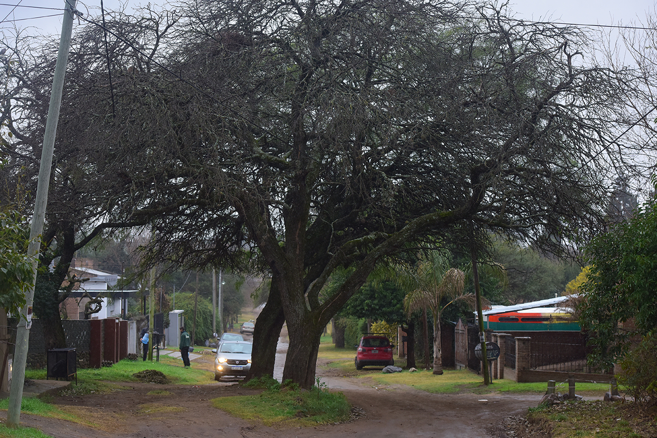 Arboles que se conservaron en Talar Mendiolaza Córdoba. En calle las moras entre La Alameda y Martín Tissera. (José Gabriel Hernández / la Voz)