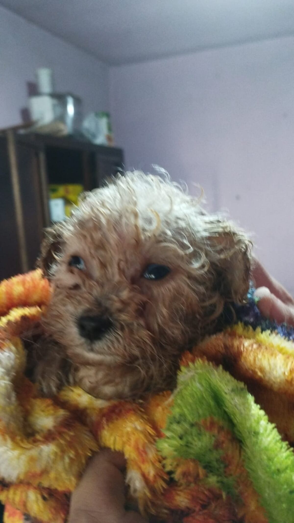 Salvaron la vida de un cachorro que estaba atrapado en un desagüe (Policía de Córdoba)
