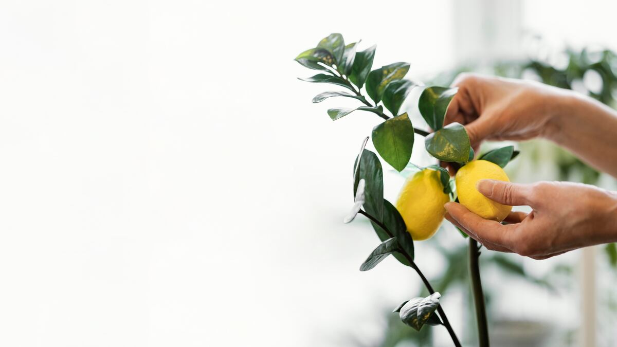 Poco cuidado, frutos todo el año y raíces que no levantan el piso: el árbol ideal para tu casa.