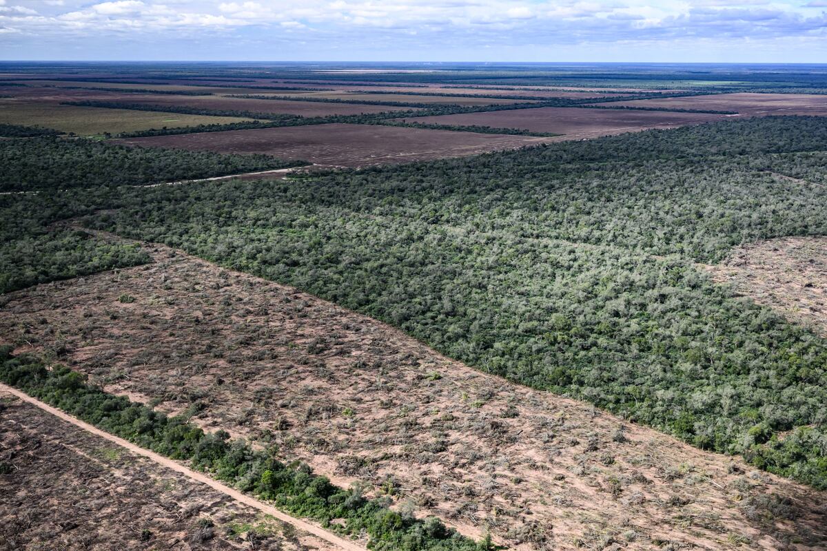 Durante 2025, el desmonte en Chaco alcanza las 8.685 hectáreas. (Martin Katz / Greenpeace)
