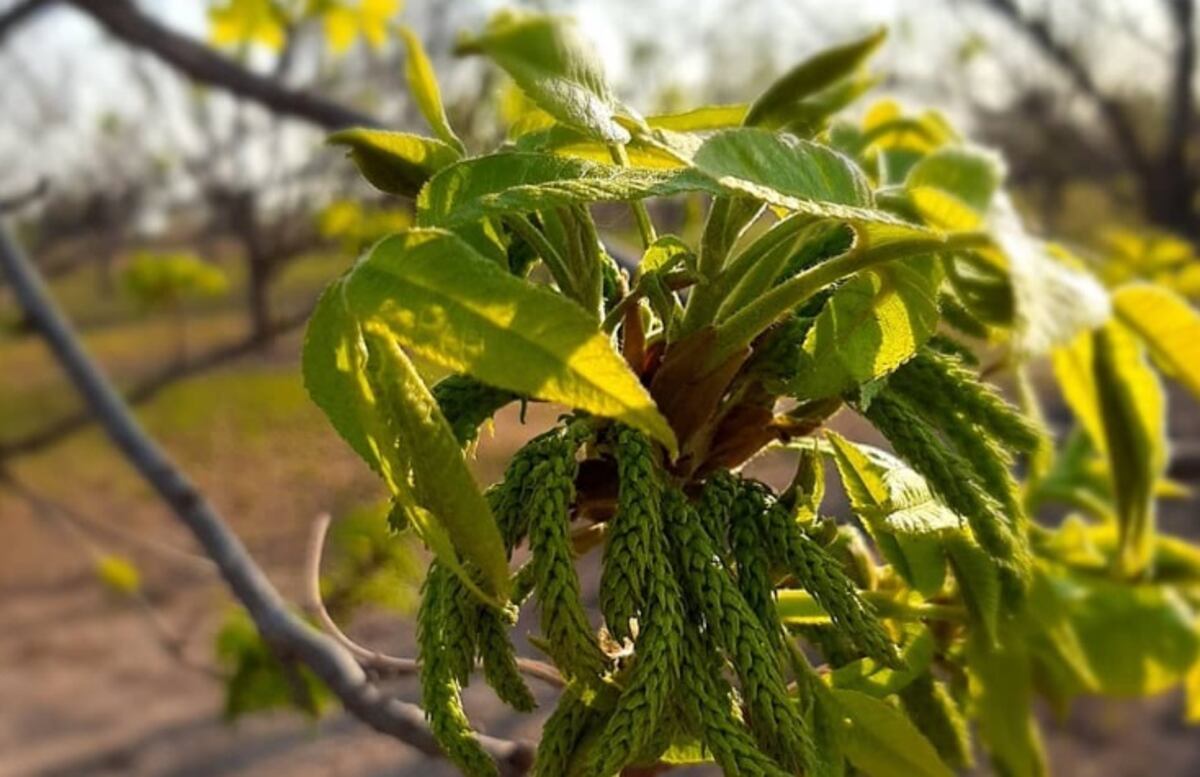 El rango térmico que soporta la alcaparra va de los -12 °C a los 55 °C. (La Chacrita)