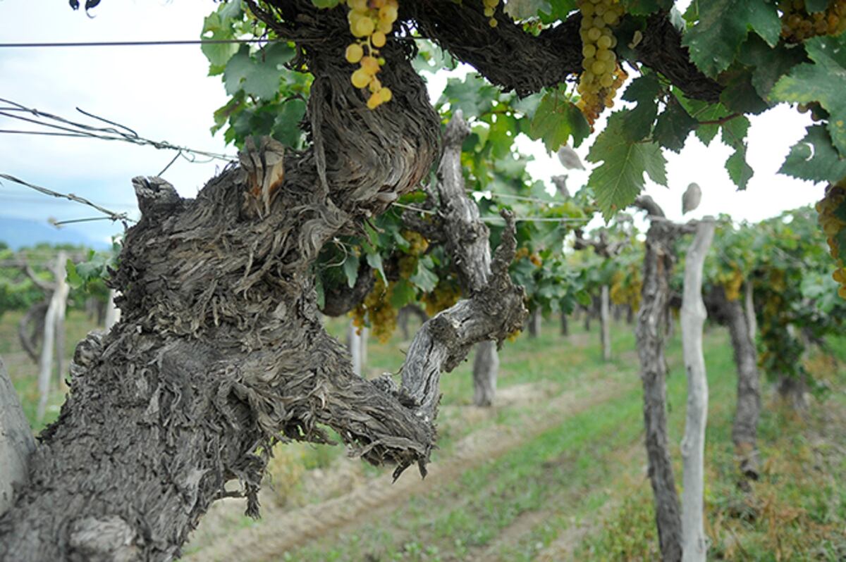 Un recorrido por los mejores viñedos y bodegas de la Argentina, para el Día del Vino. (Foto: Javier Ferreyra)
