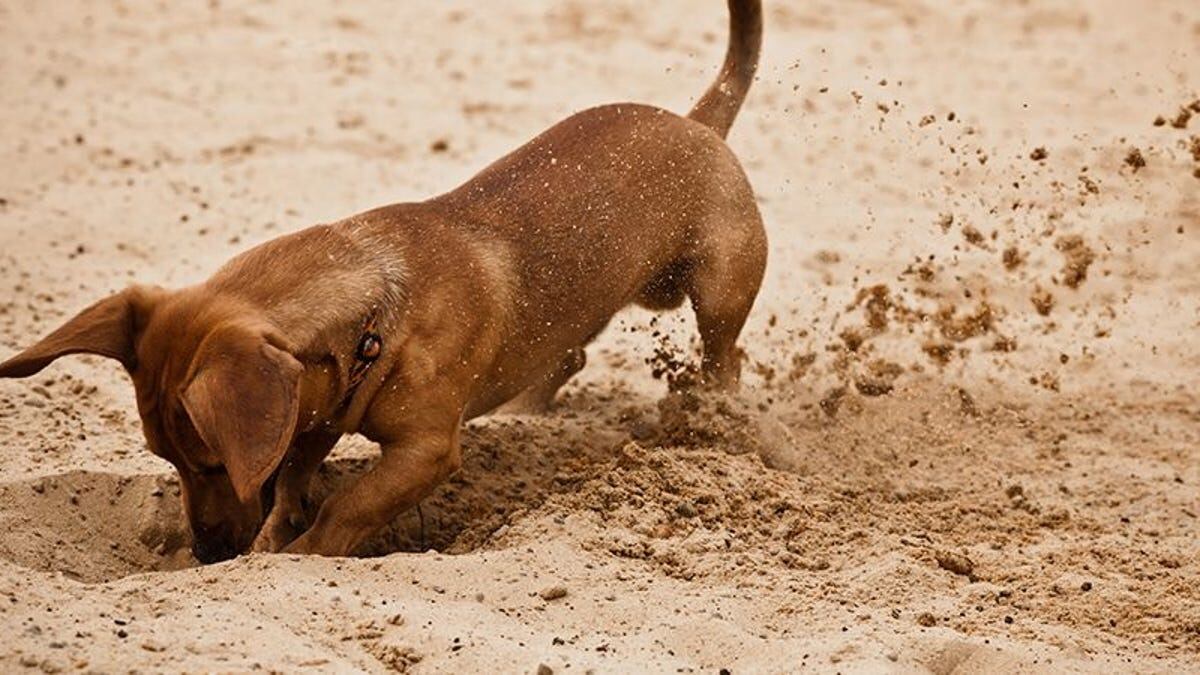 ¿Por qué mi perro cava pozos en el patio? La ciencia explica cómo manejar el exceso de energía y el estrés canino