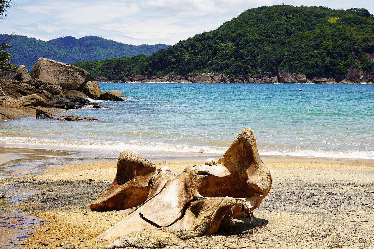 Ilha Grande: una vuelta a la isla más hermosa del litoral de Brasil. (Foto: Daniel Santos)