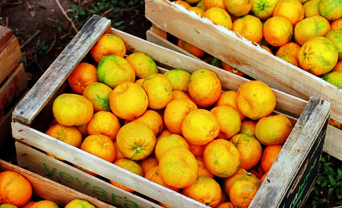 Mandarinas de Quilino.