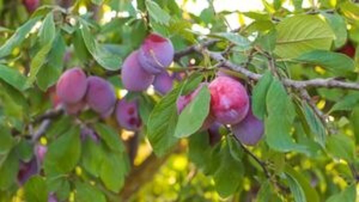 No tires el carozo de la ciruela: por qué conviene guardarlo y cómo convertirlo en un árbol frutal