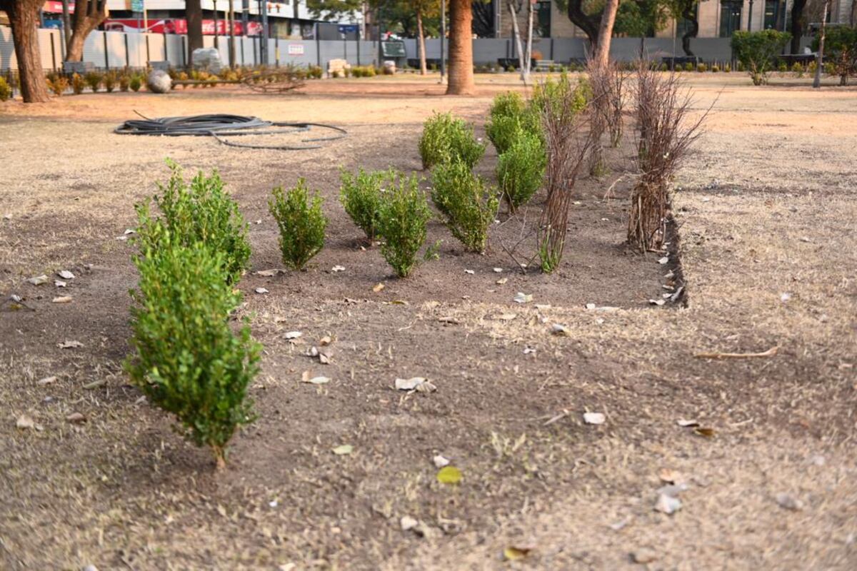 Así avanzan los trabajos de remodelación de la Plaza Colón. La Municipalidad dio a conocer nuevas imágenes de este martes y la colocación de unos 40 árboles de gran porte. (Municipalidad de Córdoba)