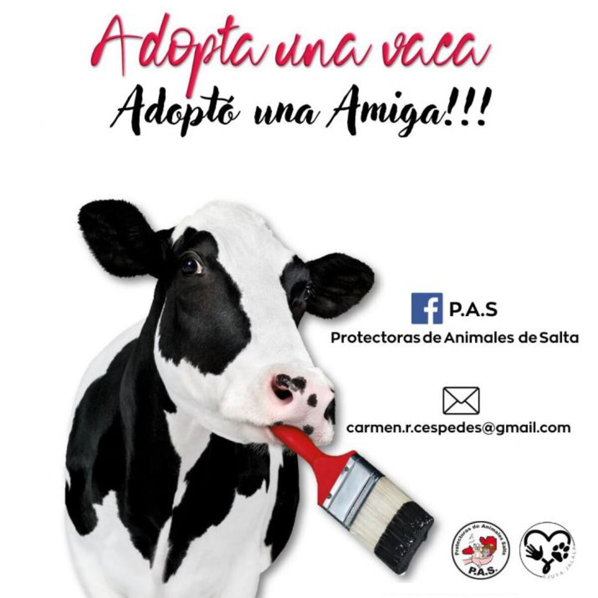Buscan hogares para más 550 vacas que fueron rescatadas y liberadas. (Gentileza)