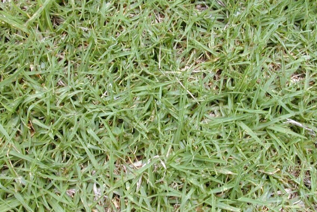 : El Kikuyu es de origen tropical, muy denso, con hoja ancha y de fuerte resistencia a la circulación. Foto: Jardinería On / Grupo Edisur