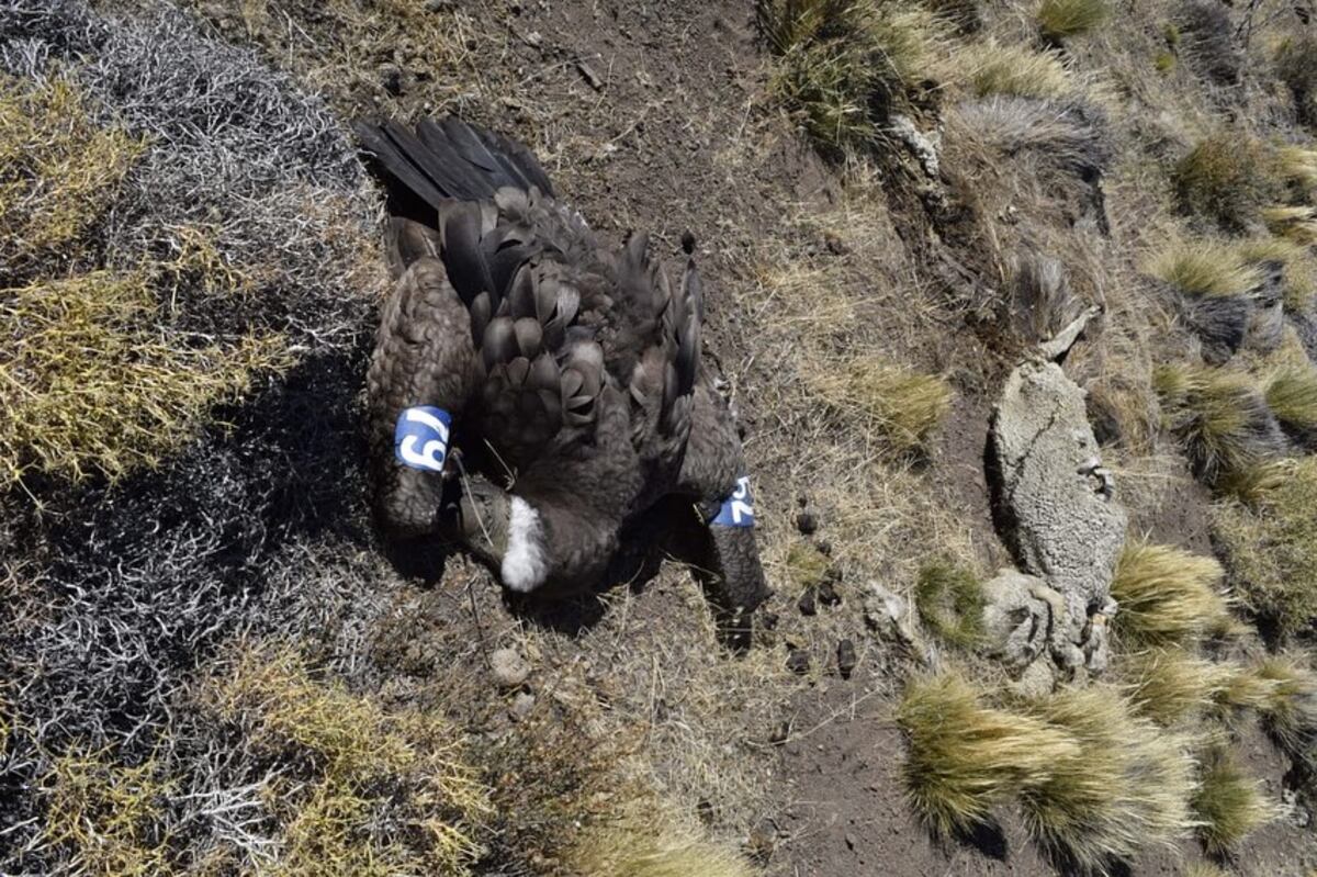 Yastay, el cóndor cordobés murió envenenado en la Patagonia. (Gentileza)