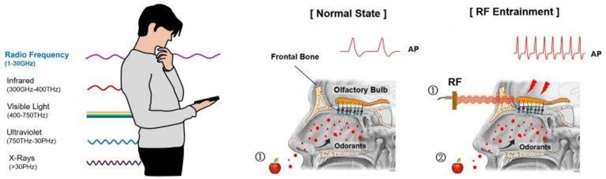 Una técnica innovadora con ondas de radio permite estimular los nervios del olfato sin cirugía ni medicamentos, mejorando la percepción de olores en solo cinco minutos. (Bok et al)