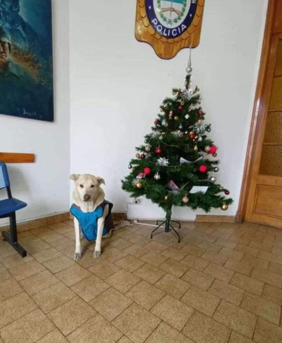Adiós a Centinela, el perro más famoso y querido de Comodoro Rivadavia.