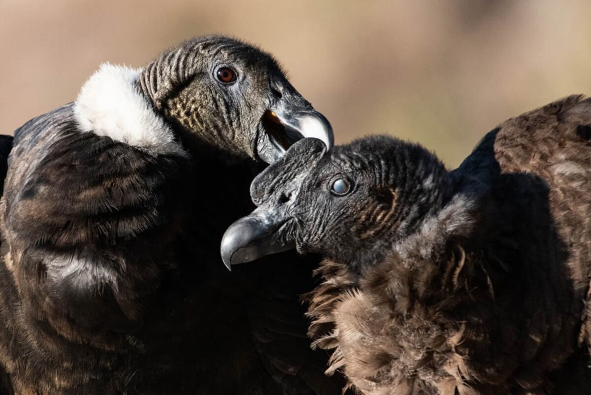 Pareja de cóndores andinos en una zona próxima a la Quebrada del Batán, Pampa de Achala. (Foto Gentileza Guillermo Galliano/Fundación Mil Aves)