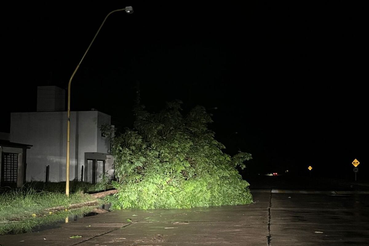 La tormenta provocó caída de árboles en San Francisco. (Gentileza)