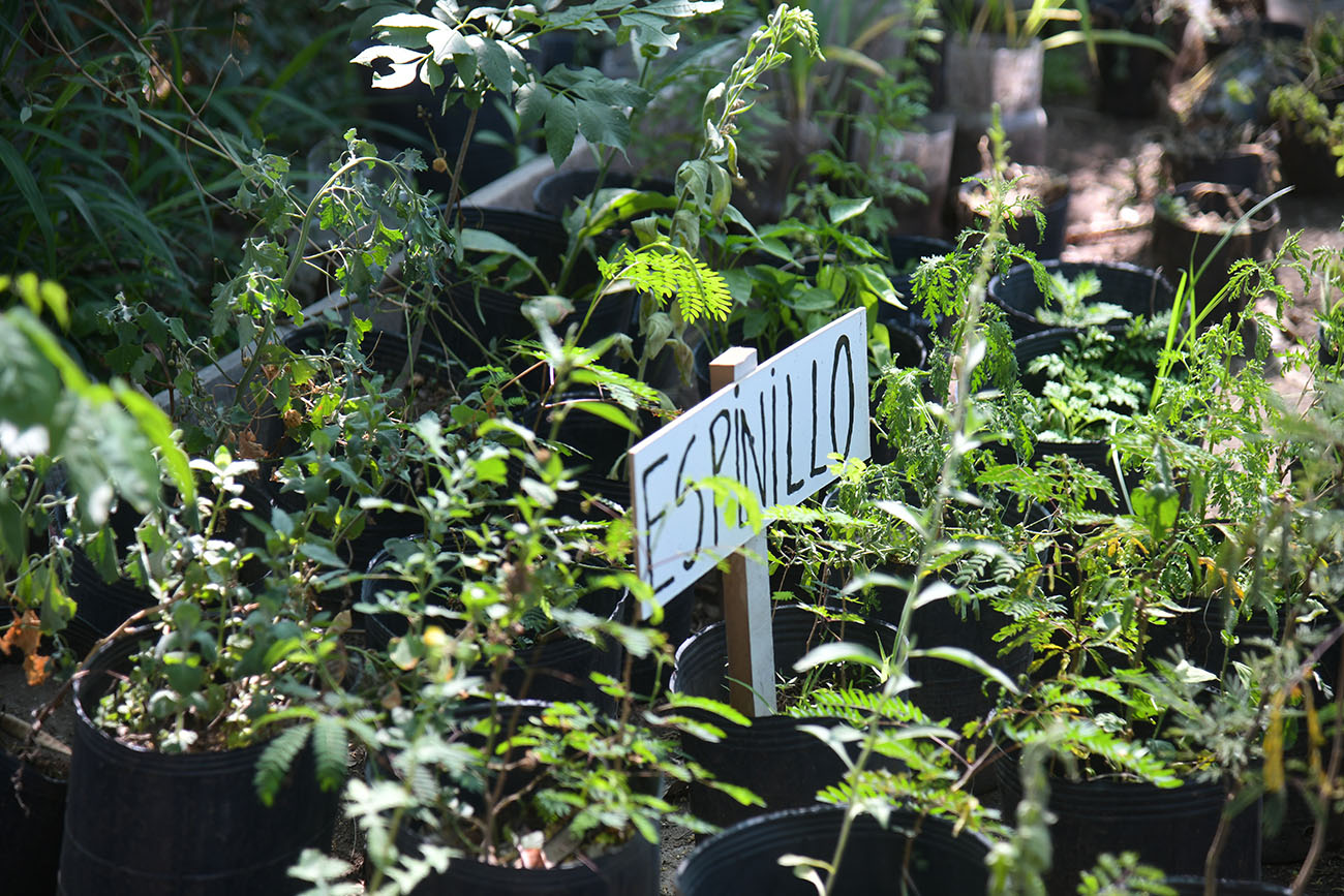 Barrio Alto Alberdi. Algunas de las especies arbóreas que germinan (Ramiro Pereyra/La Voz).