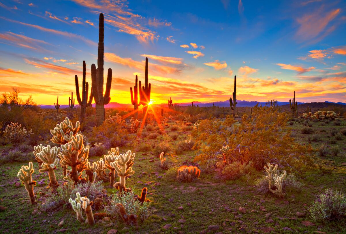 El Desierto de Sonora tiene el récord de ser el más extenso y caliente del mundo, con una temperatura que ha registrado hasta 80 grados centígrados. (Gentileza: Shutterstock)