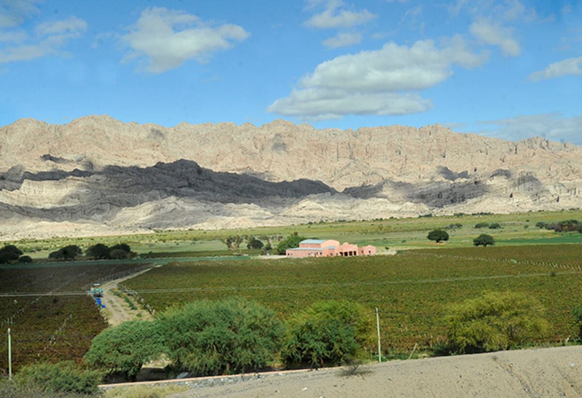 Un recorrido por los mejores viñedos y bodegas de la Argentina, para el Día del Vino. (Foto: Javier Ferreyra)