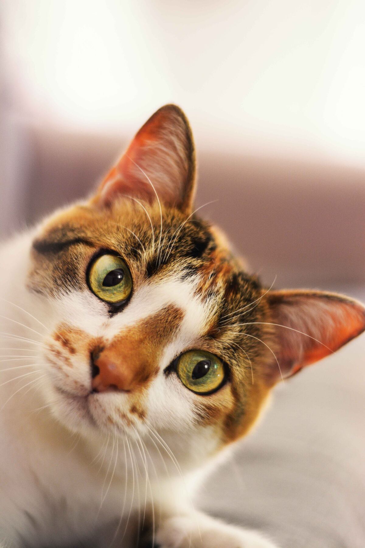 Todos los 20 de febrero se celebra el Día del Gato y en Argentina la preferencia por los felinos en los hogares es una tendencia que crece. (Freepik)