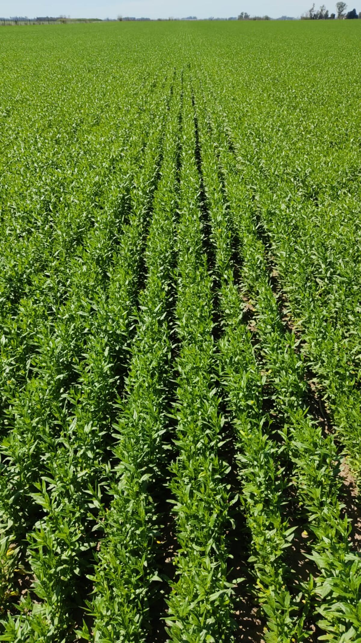 OLEAGINOSA. La camelina, como cultivo invernal busca meterse en las rotaciones agrícola. (Gentileza LDC)