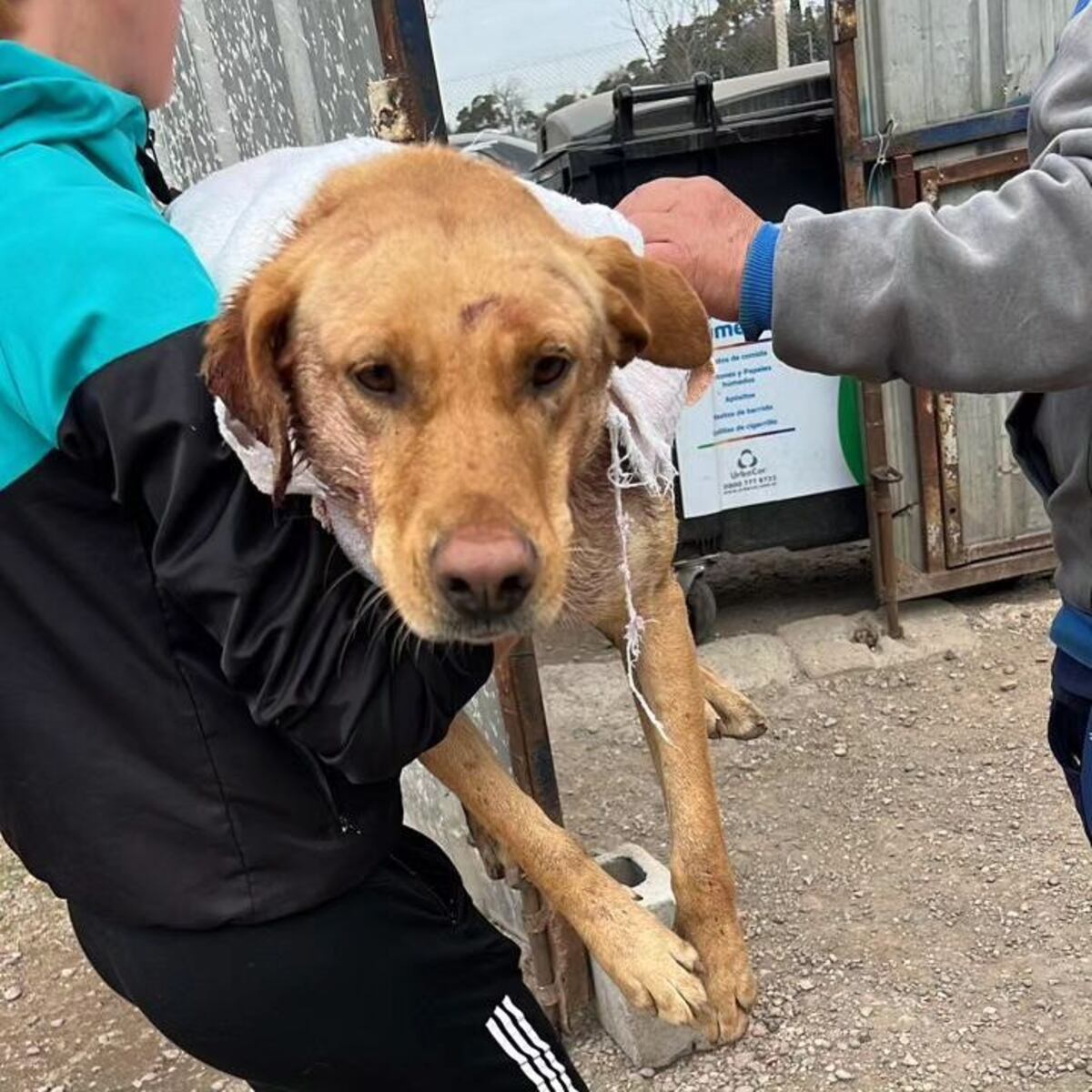 "Esperanza", la perrita que encontraron en grave estado en Córdoba. (Gentileza)