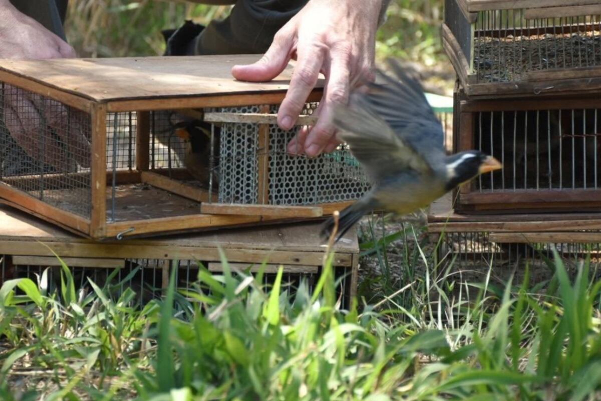 Liberación. La Policía Ambiental procedió a liberar a animales que estaban en cautiverio ilegal.