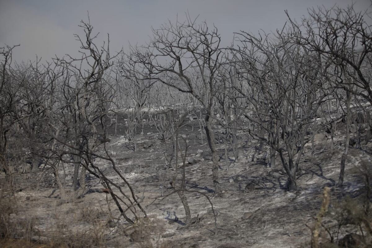 Incendios en Caminiaga, en el norte cordobés. Bosque nativo afectado: el día después del fuego. (La Voz)