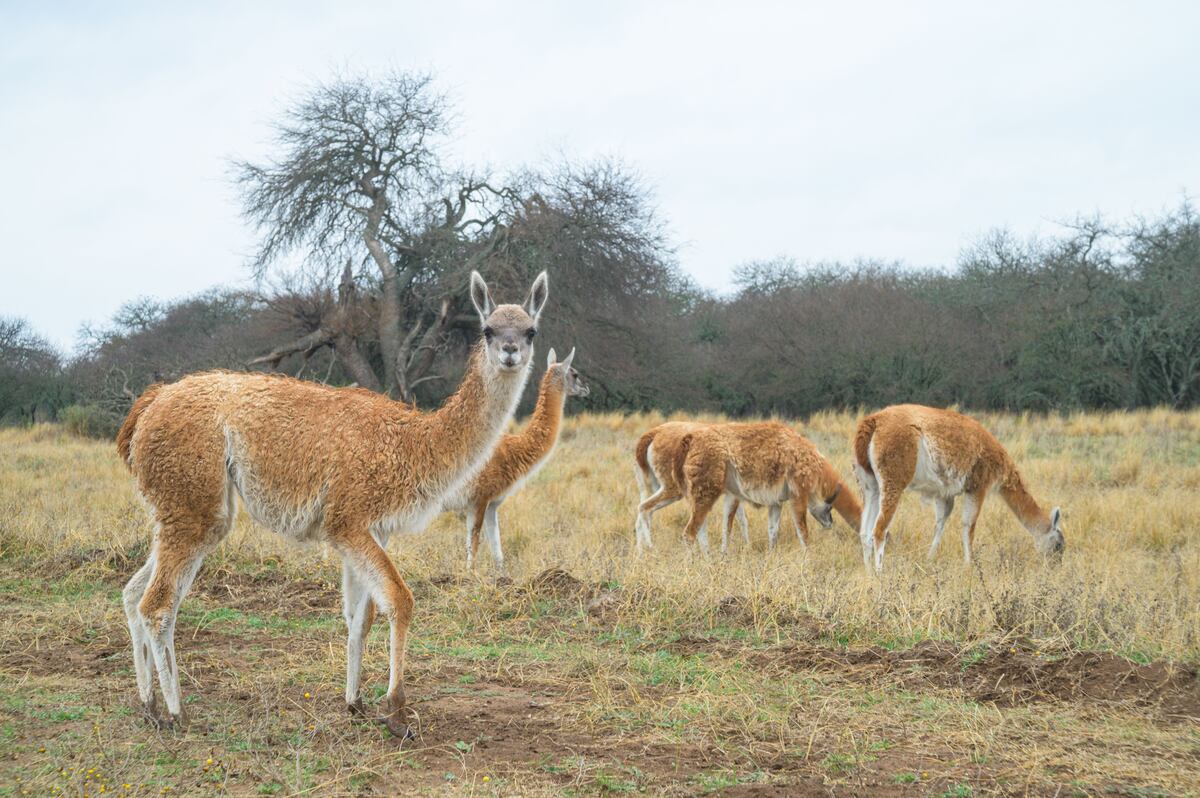 El guanaco también ingresó a la categoría de monumento natural cordobés. (La Voz).