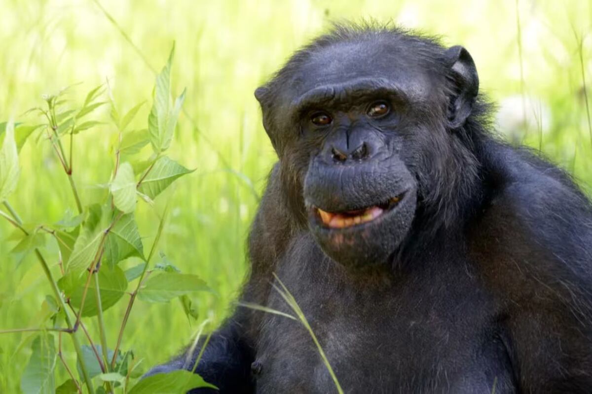 Murió Tomy, el chimpancé histórico del Bioparque de La Plata, a los 49 años