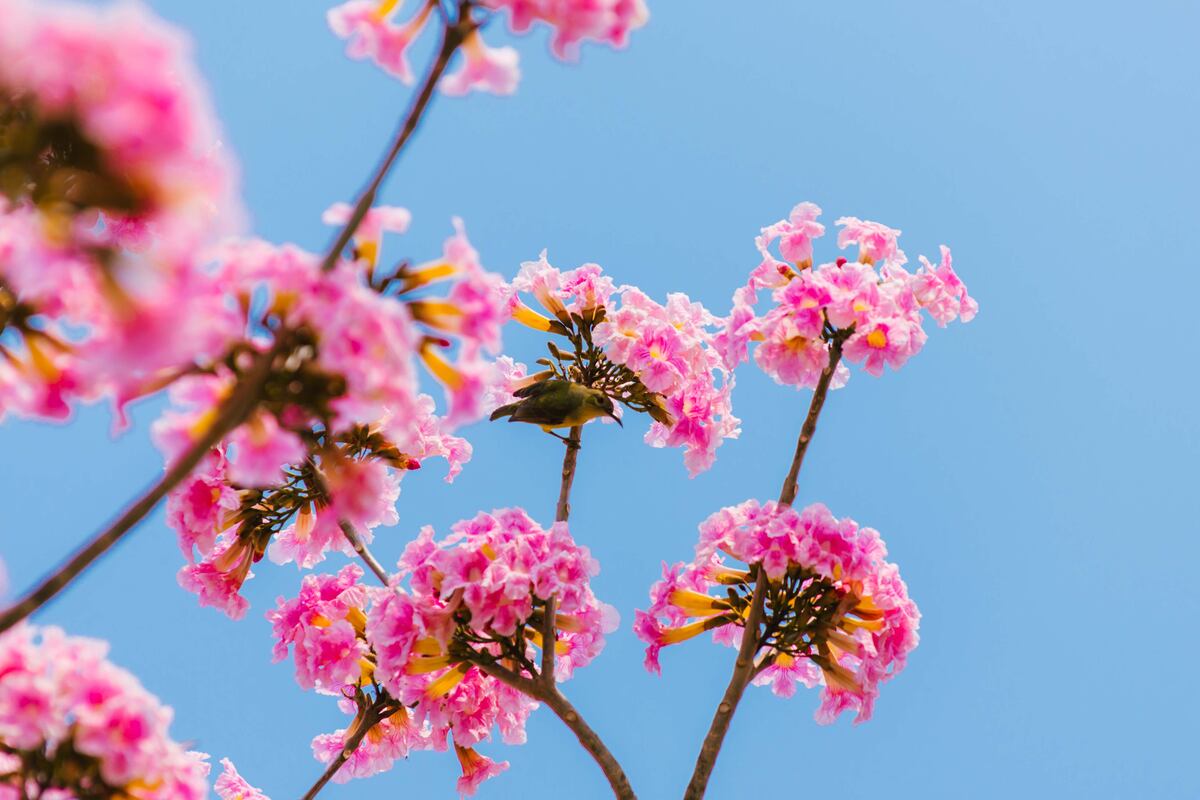 Si vas a comprar un lapacho rosado, recordá que la copa de este árbol adquiere gran volumen, por lo que te convendrá colocarlo a más de 4 metros de cualquier construcción.