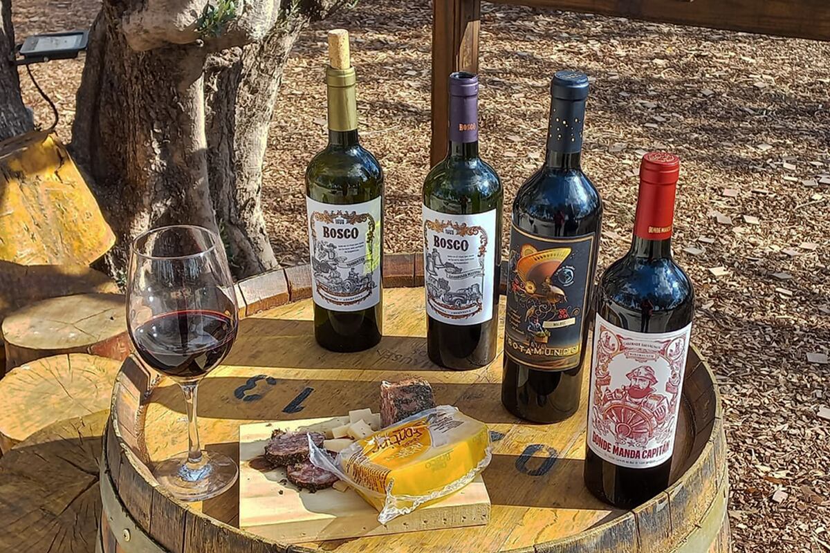 Sabores. El varietal emblema de la bodega es el Lambrusco Maestri.  (Foto gentileza Bodega Don Bosco)