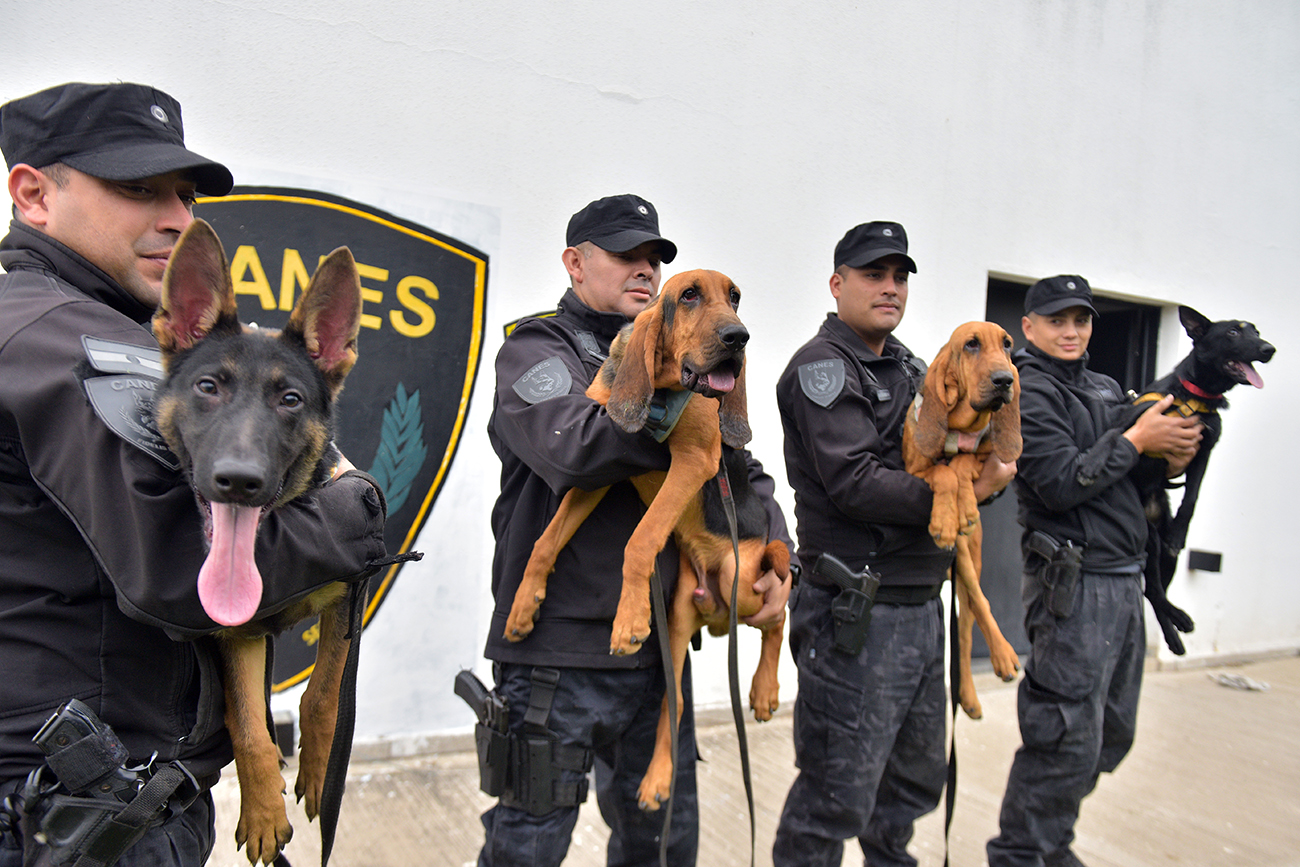En los útlimos meses la División Canes sumó a sus filas 12 pastores alemanes y dos Pastores de San Humberto o "Bloodhounds
". (José Gabriel Hernández / La Voz)