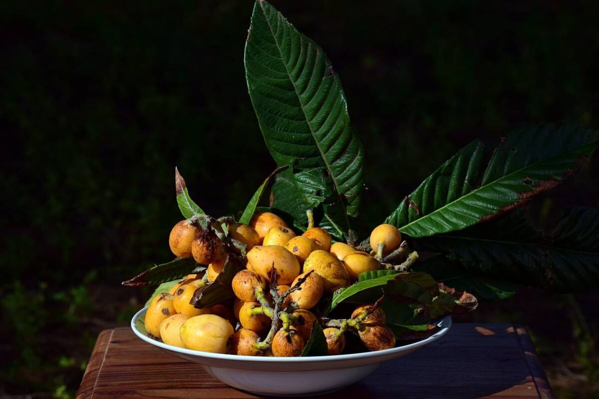 Las hojas del níspero, además de acompañar a esta fruta tropical, guardan beneficios milenarios que aún se usan en infusiones caseras. (Pixabay)
