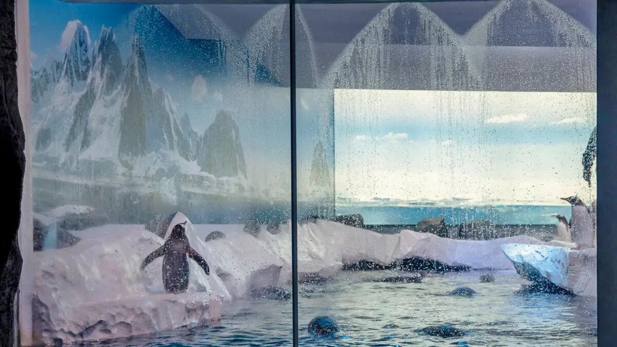 Así viven los pingüinos que los ciudadanos piden que sean reubicados.