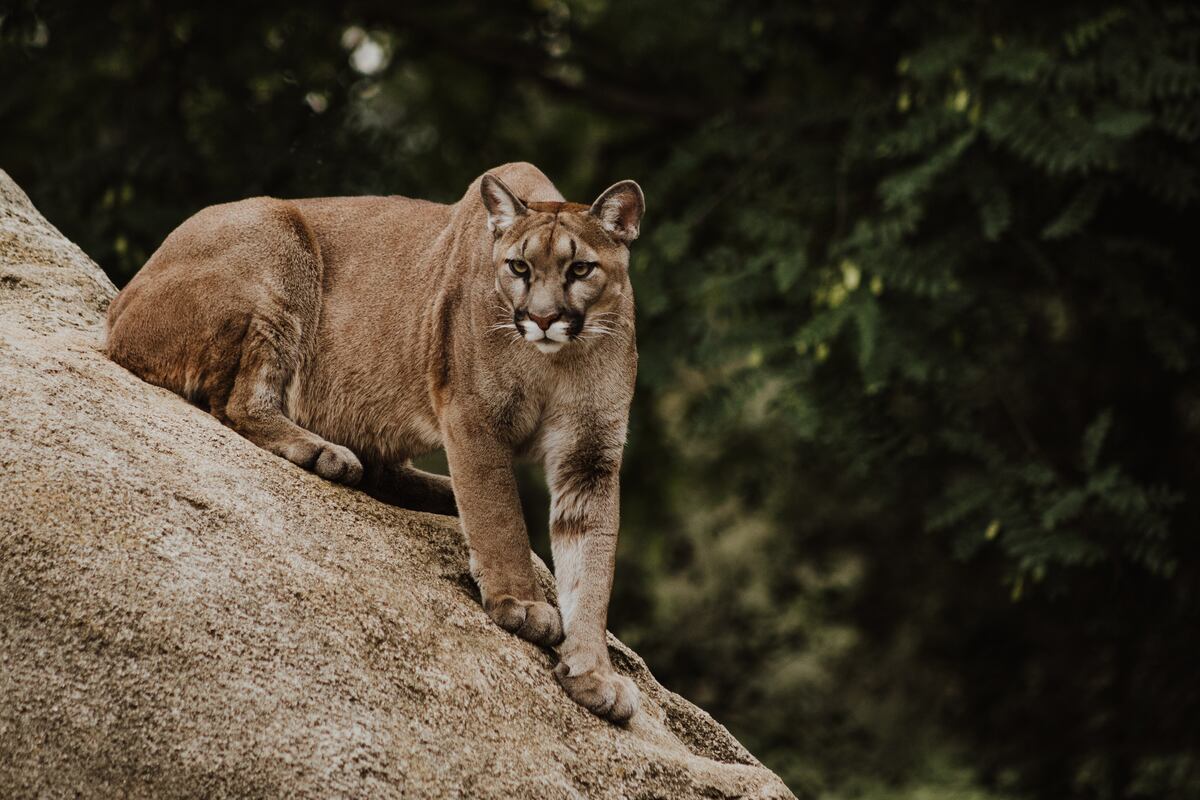 Un puma suelto por el centro de Bariloche.