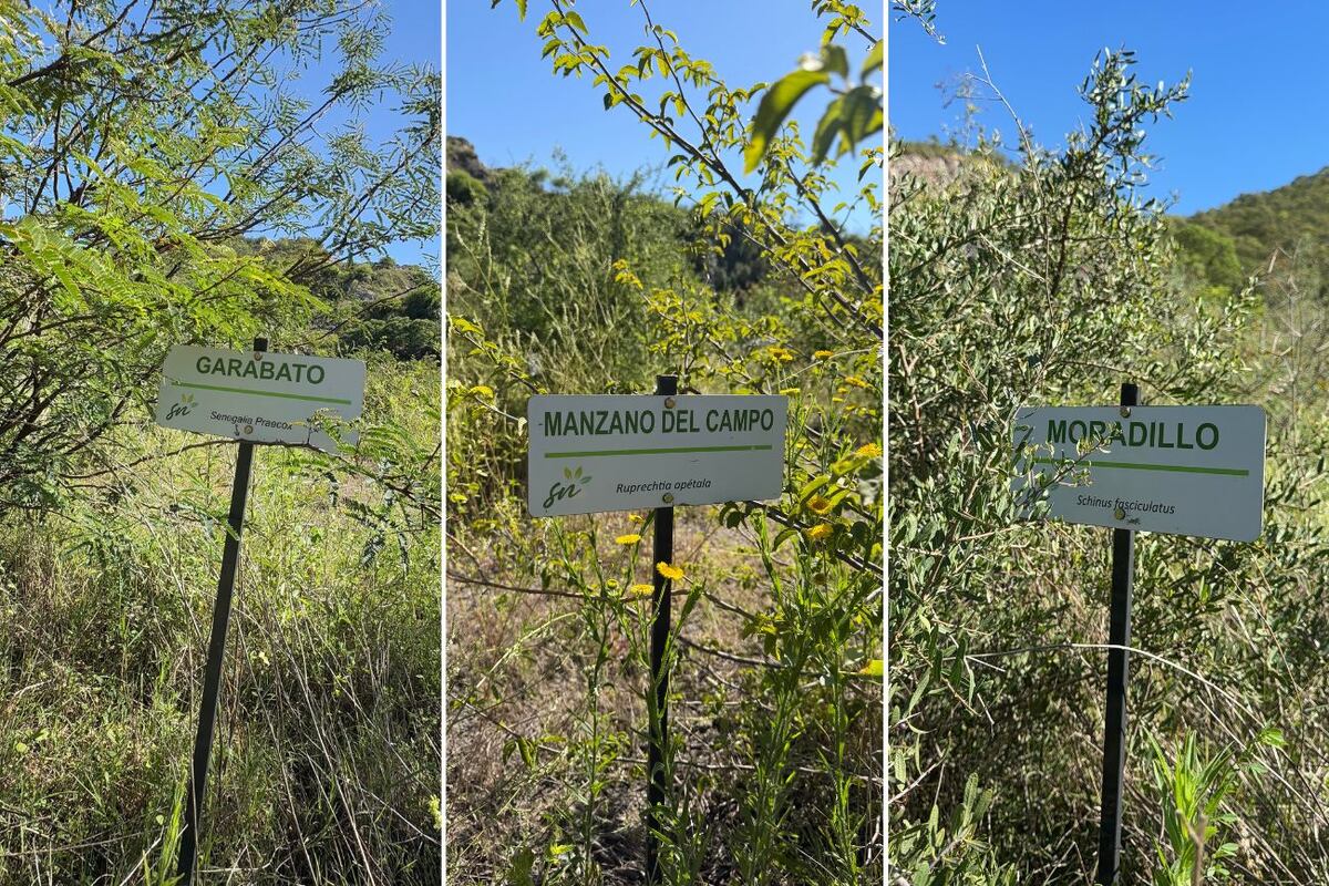 Con producción propia de especies autóctonas, la empresa impulsa programas de reforestación y de enriquecimiento ambiental que superan las exigencias legales.