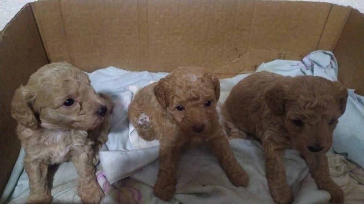 Si tenés información sobre los cachorros podés comunicarte al 351-6155666. (Cadena 3)