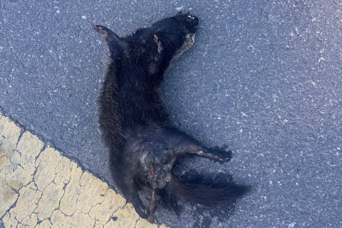 Hurón atropellado en ruta E-53.