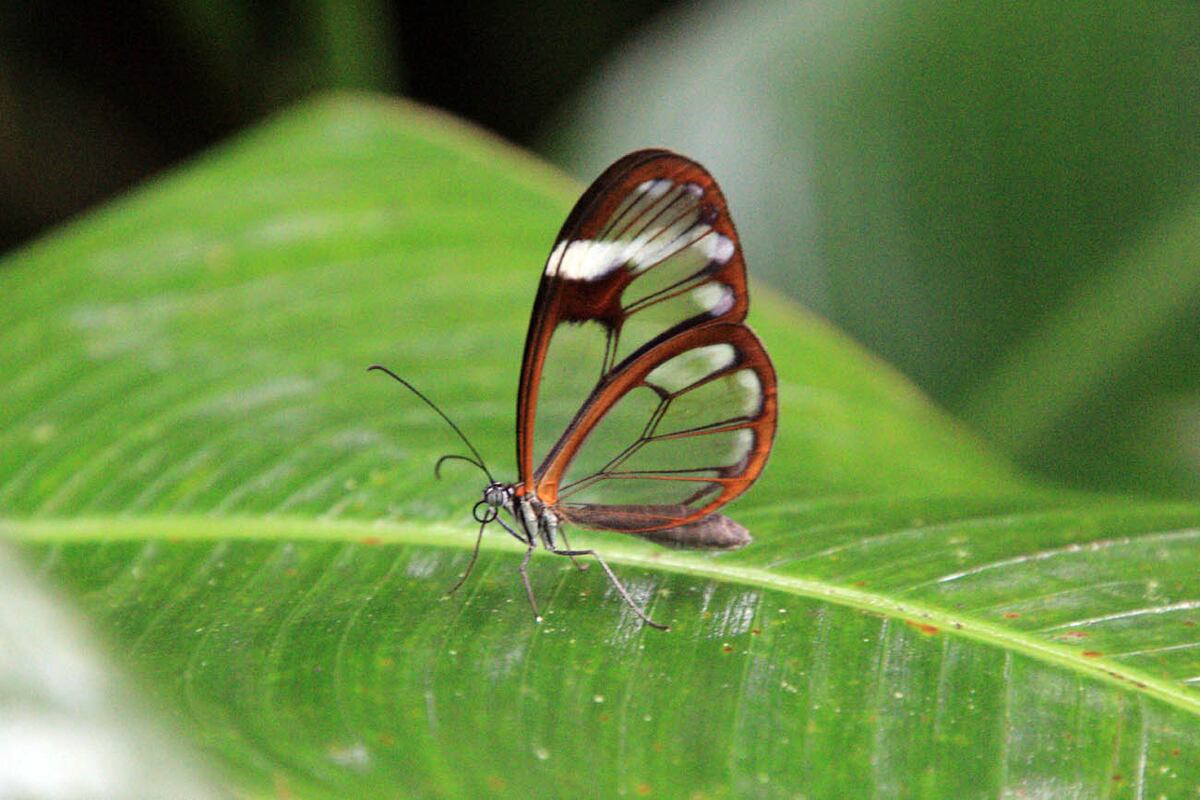 Mariposa de alas transparentes, nativa de Centroamérica, una curiosidad científica.