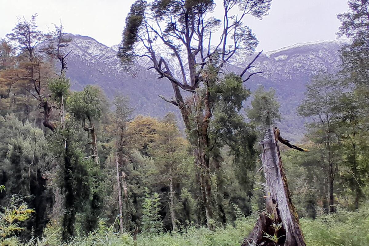 Parque Nacional Los Alerces.